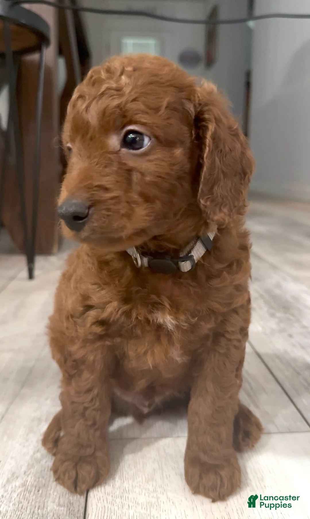 Goldendoodle dogs for sale: Goldendoodle 6 Ash - Ad 2