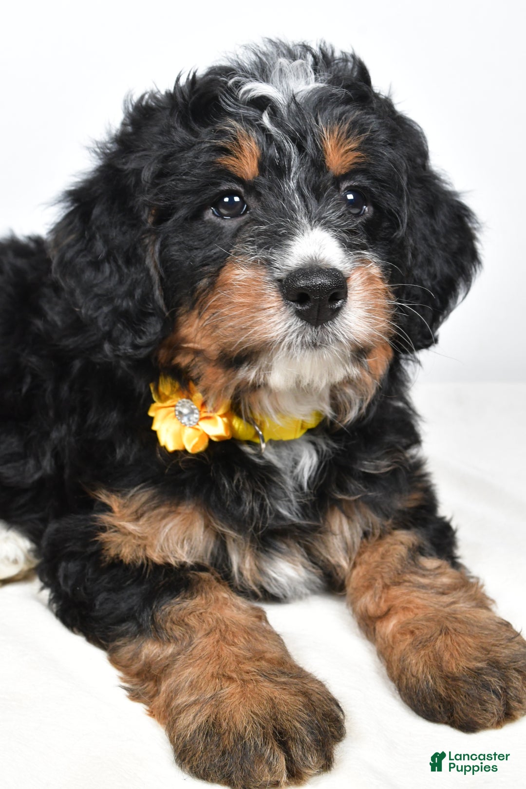 Mini Bernedoodle dogs for sale: Cloe - Ad 3