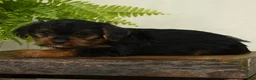 Shorkie dogs for sale: Lucas - Ad 3