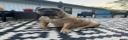 Cane Corso dogs for sale: Green Collar - Bugsy - Ad 4