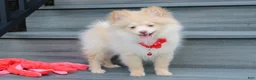 Pomeranian dogs for sale: Teddy  - Ad 10