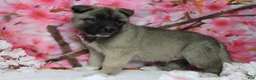 Akita dogs for sale: Braeburn - Ad 8