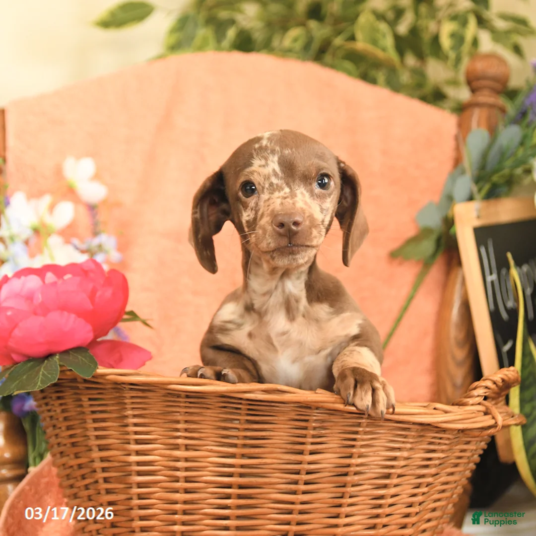Miniature Dachshund dogs for sale: Oscar - Ad 1
