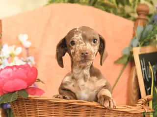 Miniature Dachshund dogs for sale: Oscar - Ad 2