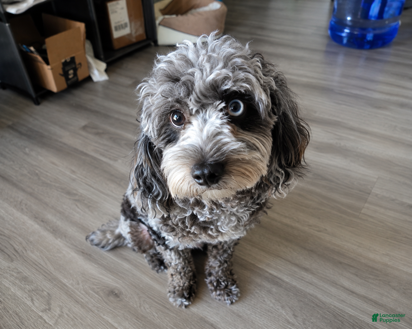 Cavapoo dogs Cavapoo 1 - Ad 36