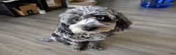 Cavapoo dogs for sale: Cavapoo 1 - Ad 1