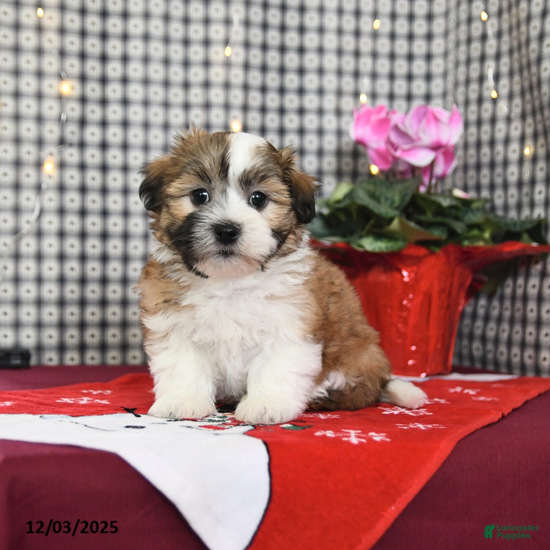 Malshi dogs for sale: Honey - Ad 4