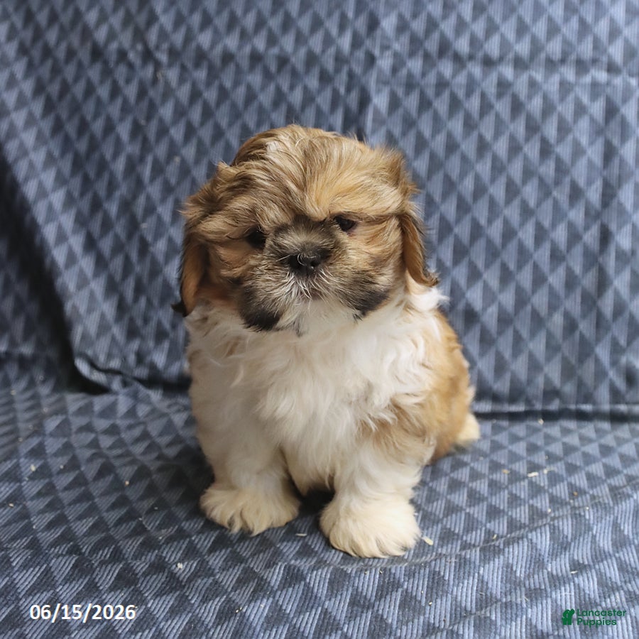 Shih Tzu dogs Chipper - Ad 2