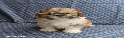 Shih Tzu dogs for sale: Chipper - Ad 2