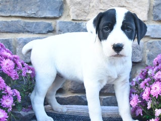 German Shorthaired Pointer dogs - Ad 23