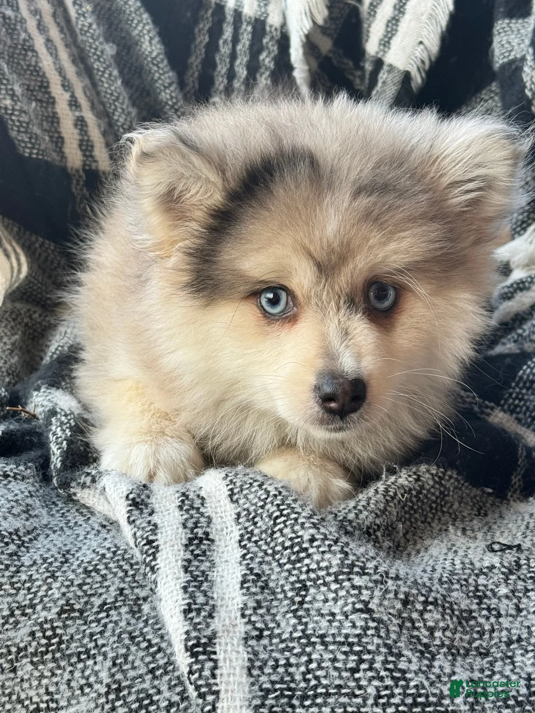 Pomsky dogs for sale: Pomsky Puppy 1 - Ad 3