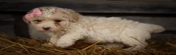 Miniature Poodle dogs for sale: Jett 🐾  - Ad 10