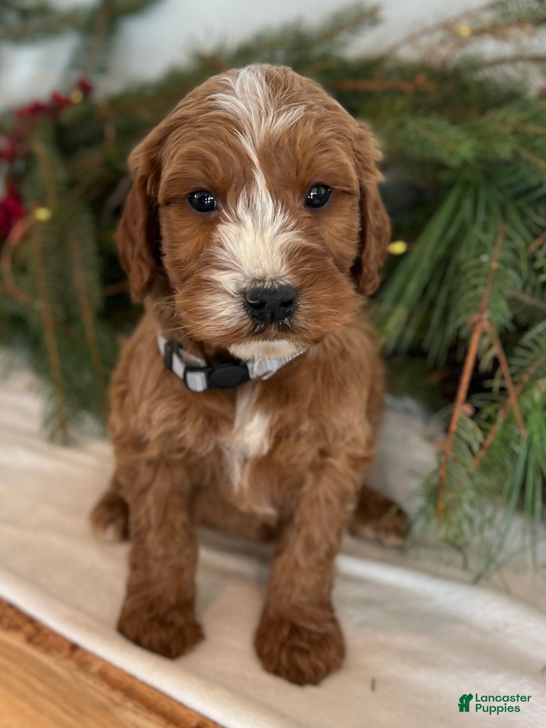 Irish Doodle dogs for sale: Asher - Ad 13
