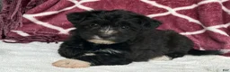 Yochon dogs for sale: Dixie - Ad 5