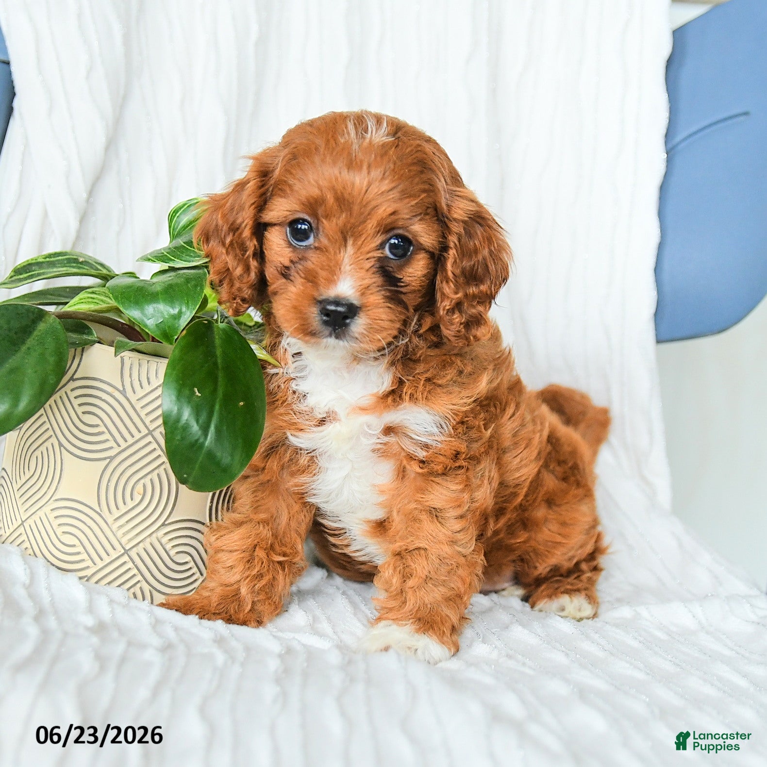 Cavapoo dogs Fedora - Ad 2