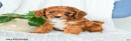 Cavapoo dogs for sale: Fedora - Ad 2