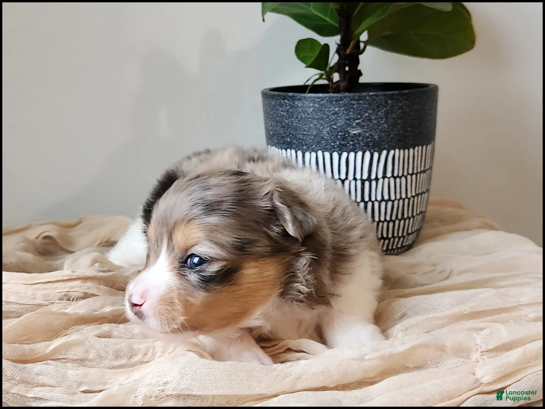 Chihuahua dogs for sale: Kamden - Ad 1