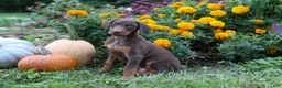 Doberman Pinscher dogs for sale: RIO - Ad 4
