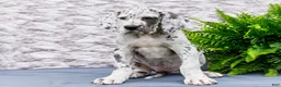 Great Dane dogs for sale: Kelsey - Ad 11