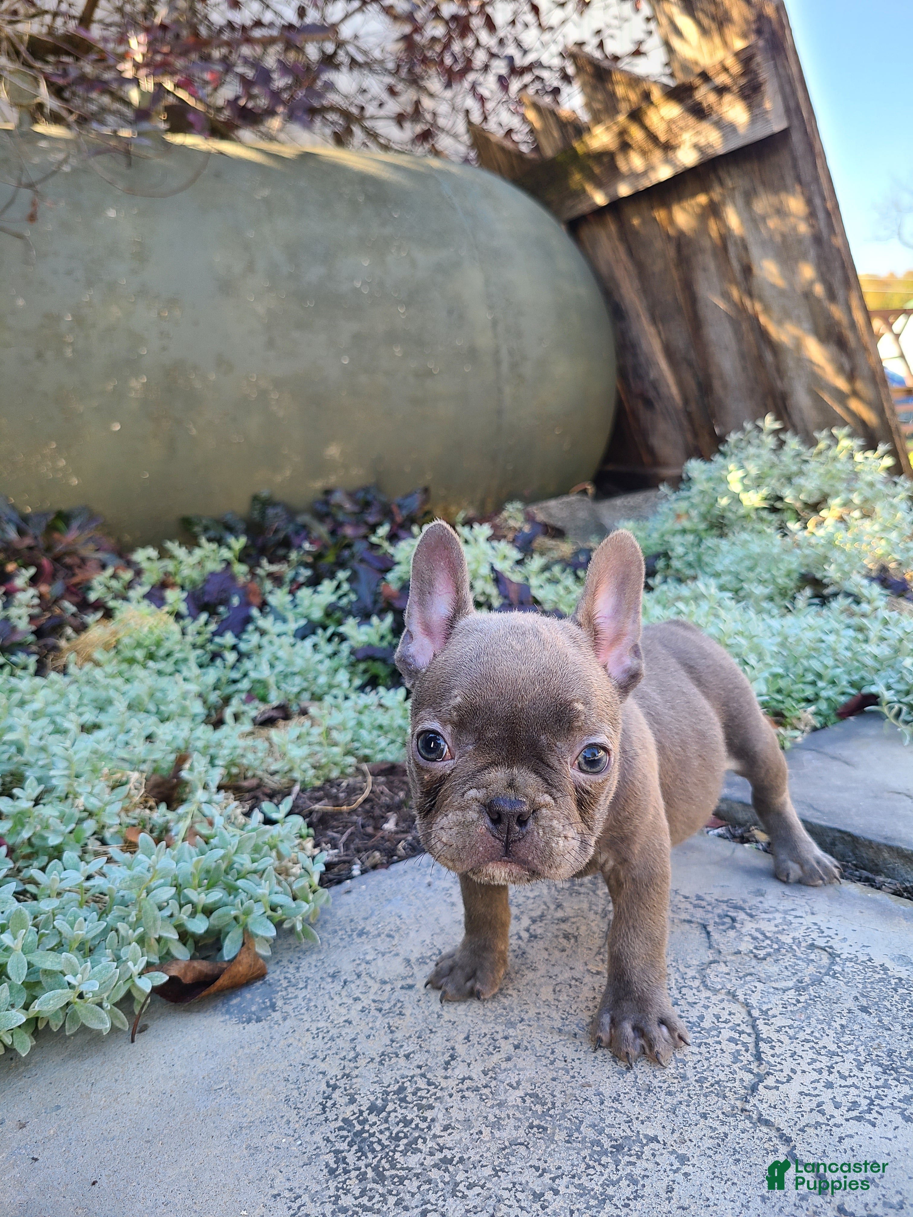 Frenchton dogs Jace - Ad 2