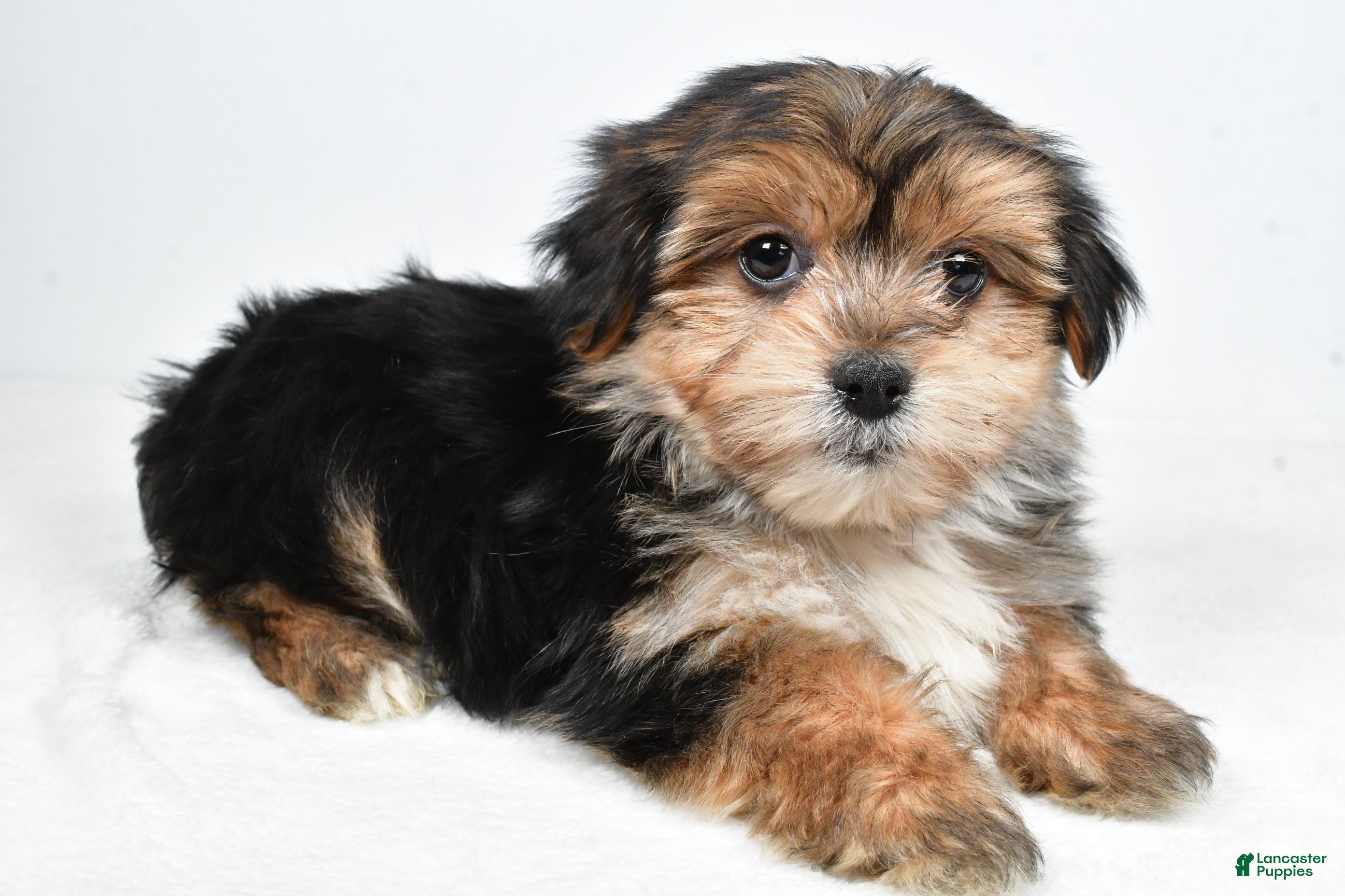 Morkie dogs Ronnie - Ad 22