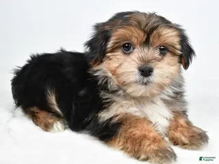 Morkie dogs Ronnie - Ad 22