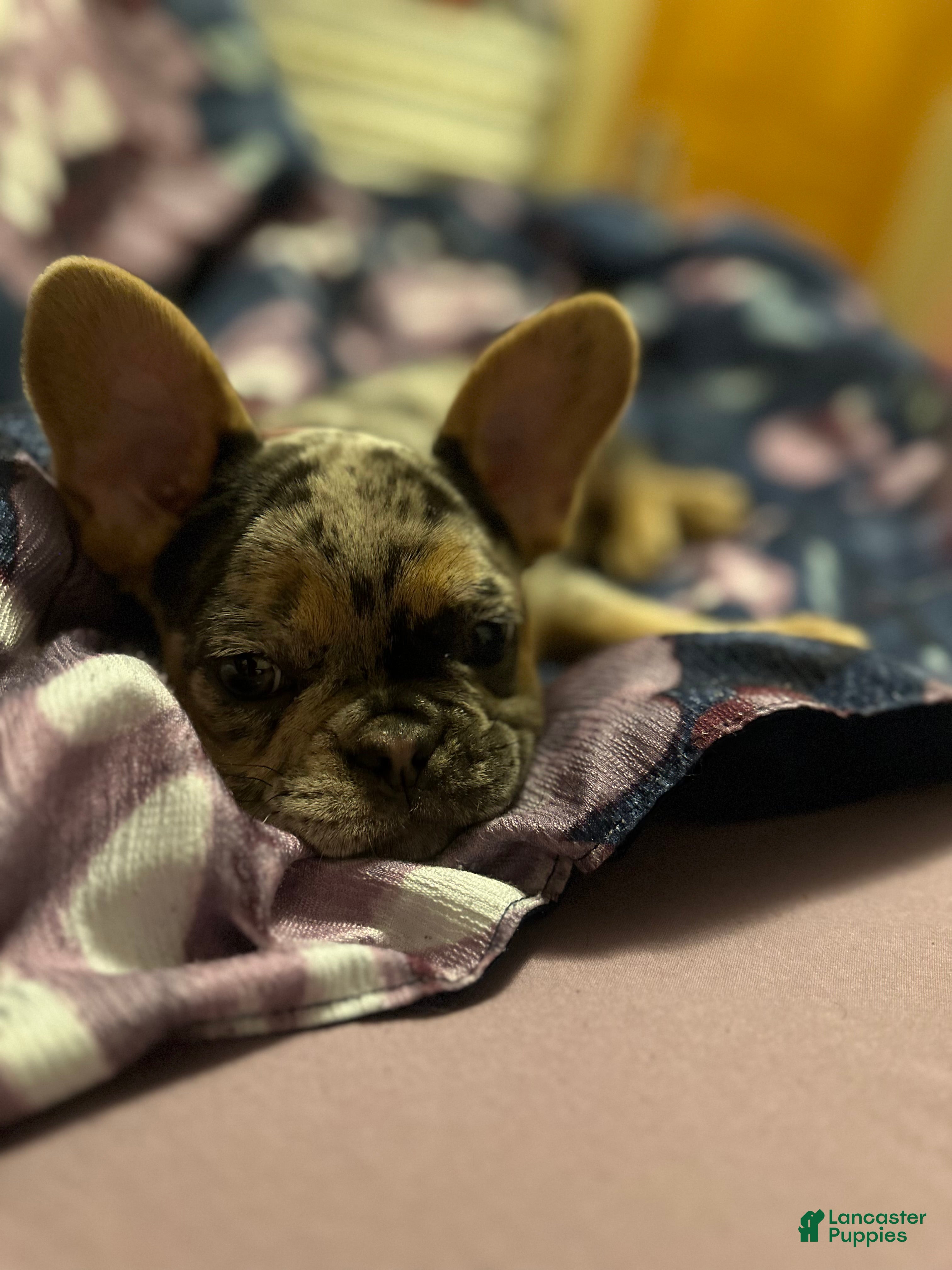 French Bulldog dogs French Bulldog Puppy 1 - Ad 2