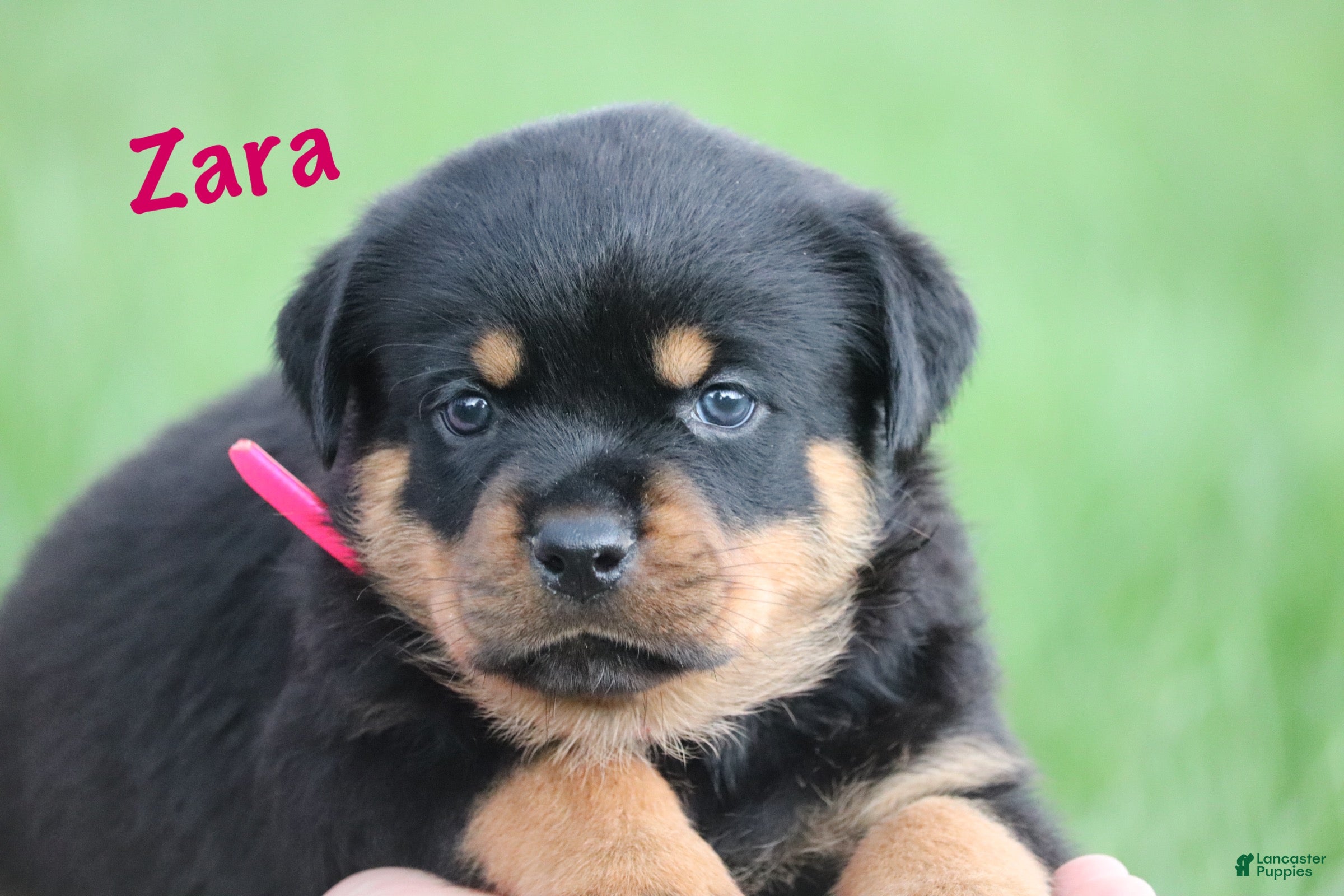 Rottweiler dogs Zara w LONG TAIL  - Ad 1