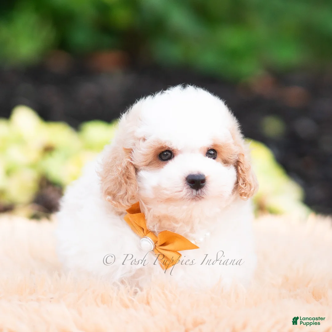 Mini Goldendoodle dogs for sale: Flounder - Ad 2