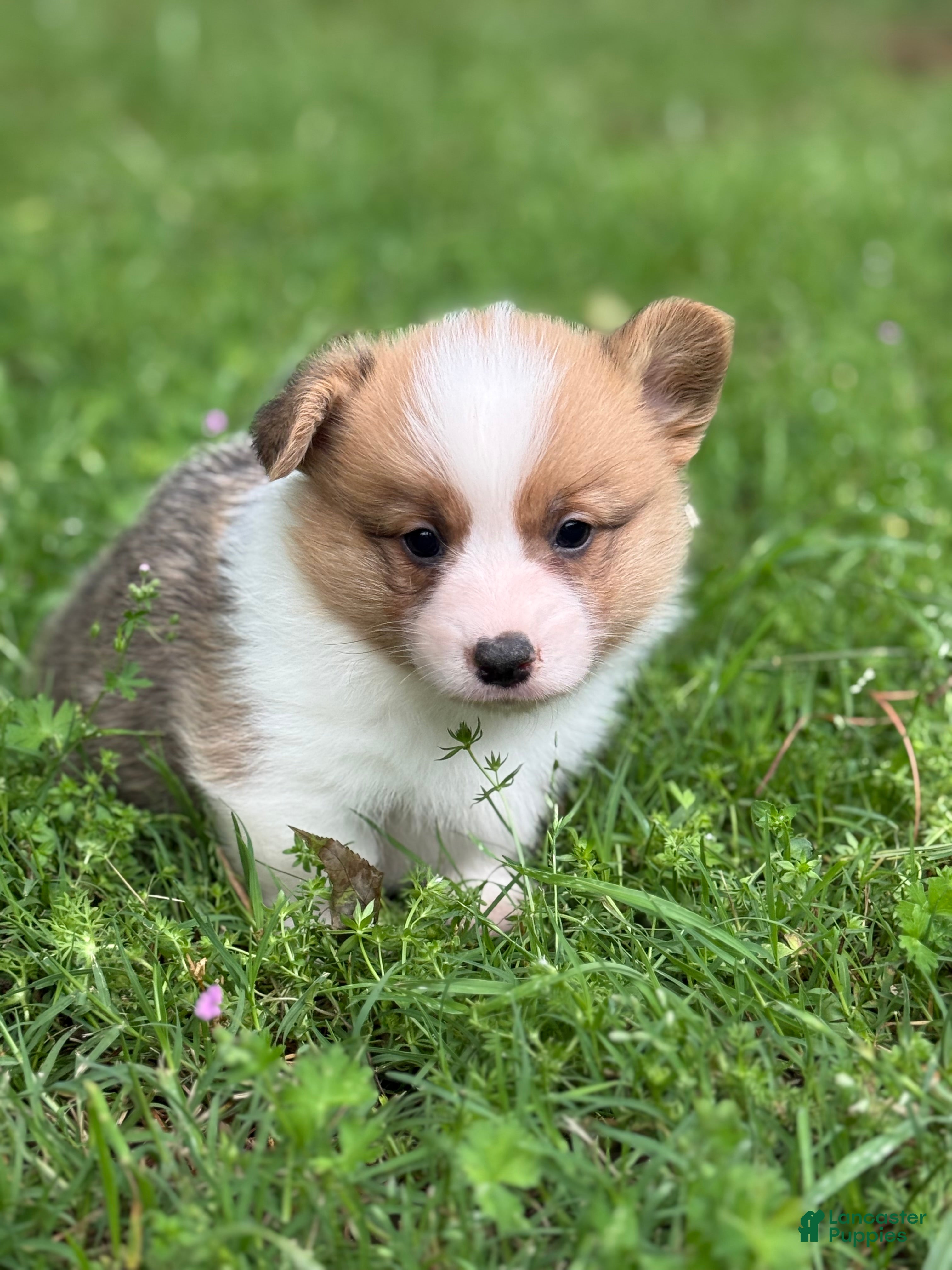 Welsh Corgi Pembroke dogs TC MALE - Ad 2