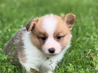 Welsh Corgi Pembroke dogs TC MALE - Ad 19