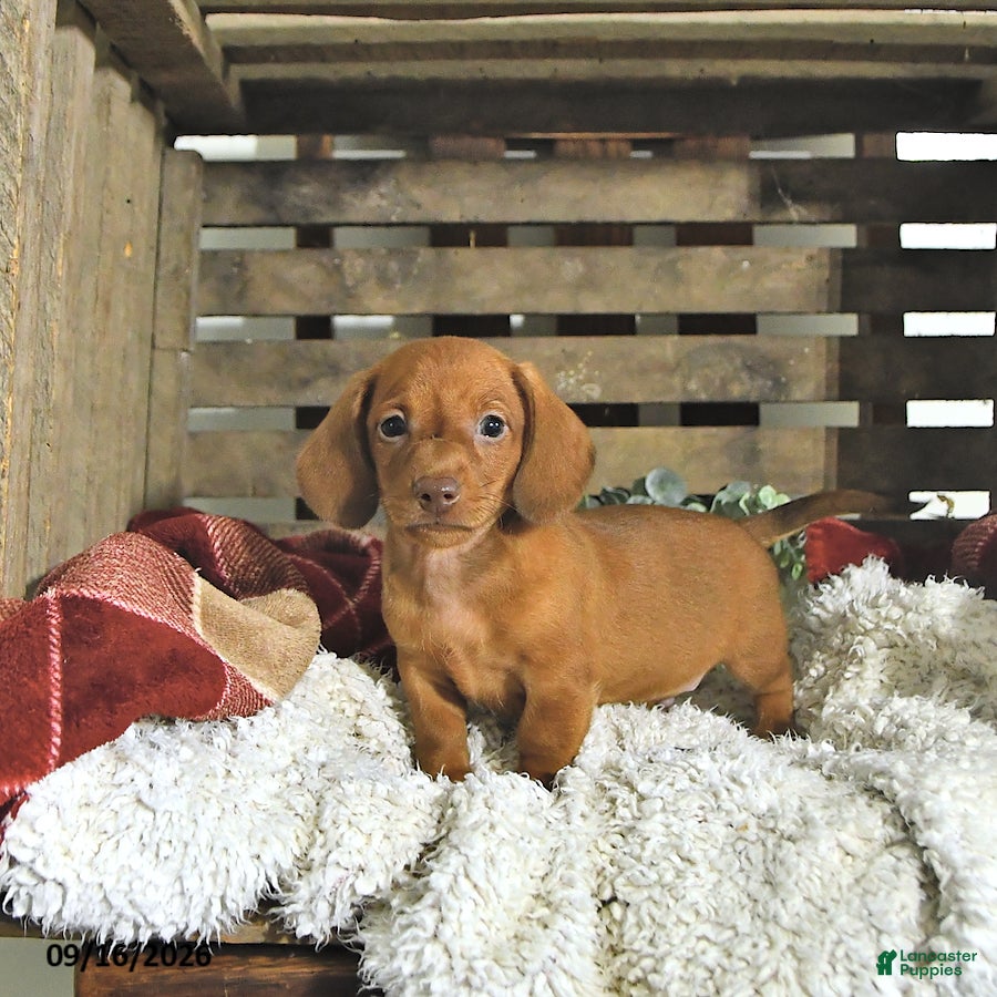 Miniature Dachshund dogs Liam - Ad 2