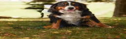 Mini Bernedoodle dogs for sale: Mini Bernedoodle Puppy 1 - Ad 4