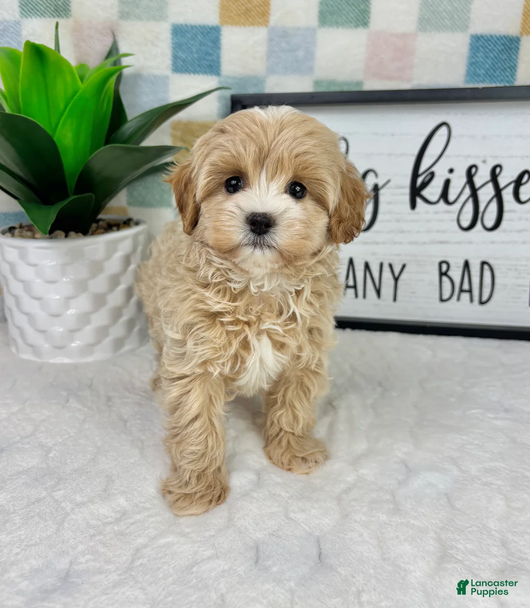 Cavapoo dogs for sale: Connor - Ad 2