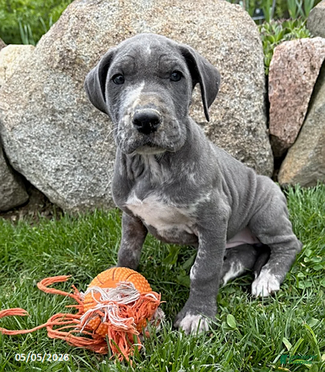 Great Dane dogs for sale: Tess - Ad 1