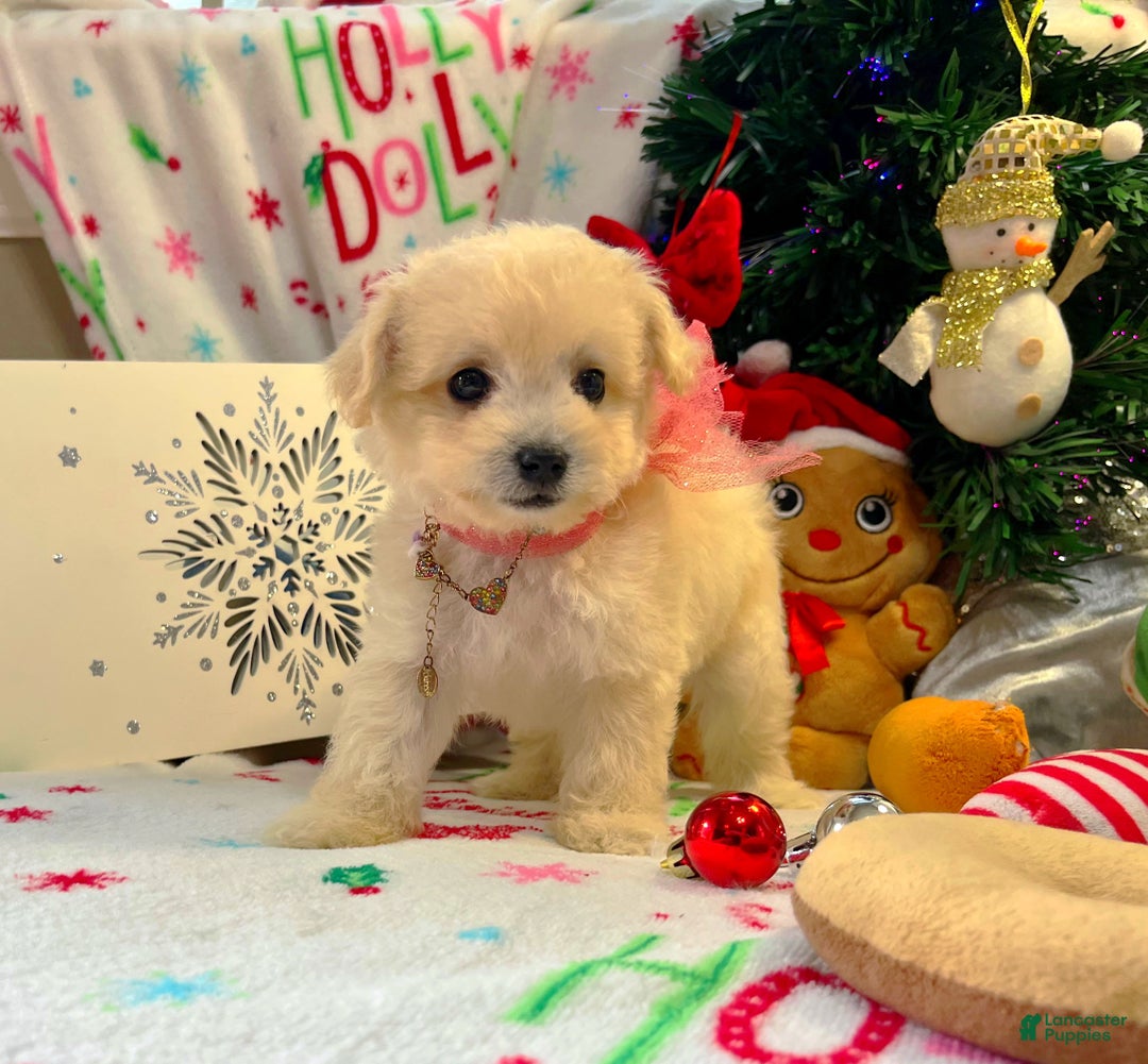Maltipoo dogs for sale: Frosty  - Ad 3