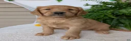 Golden Retriever dogs for sale: Honey  - Ad 5