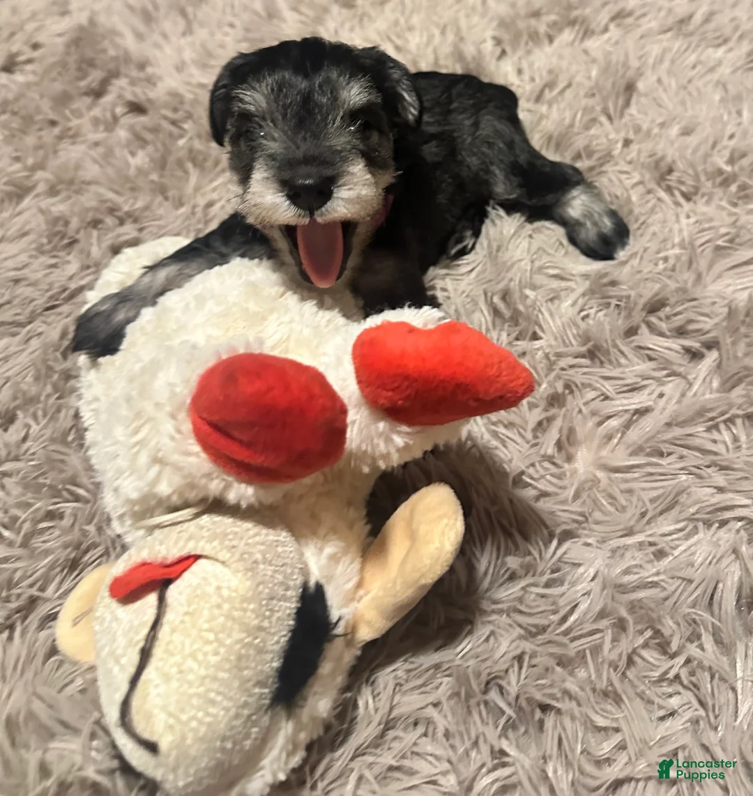 Miniature Schnauzer dogs for sale: Miniature Schnauzer 4 Bryce - Ad 2