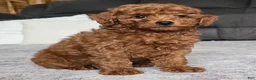 Miniature Poodle dogs for sale: Chloe - Ad 6