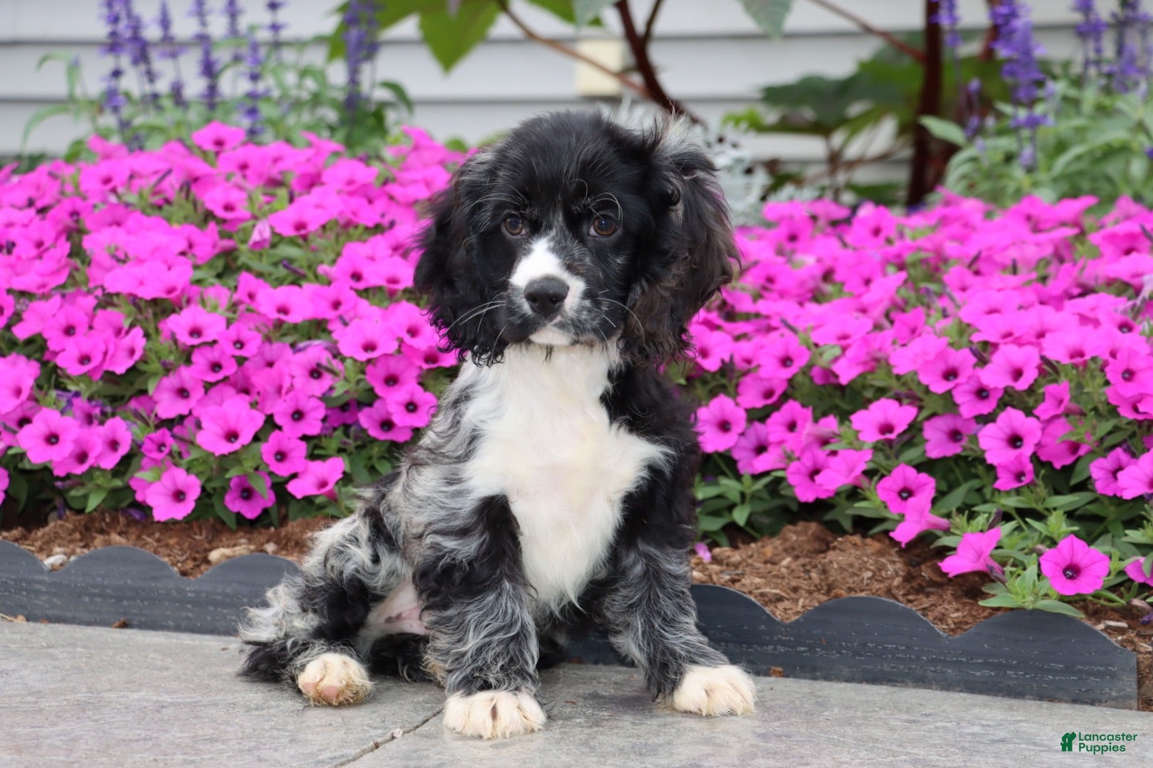 Cocker Spaniel dogs Bravo - Ad 1