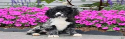 Cocker Spaniel dogs for sale: Bravo - Ad 1