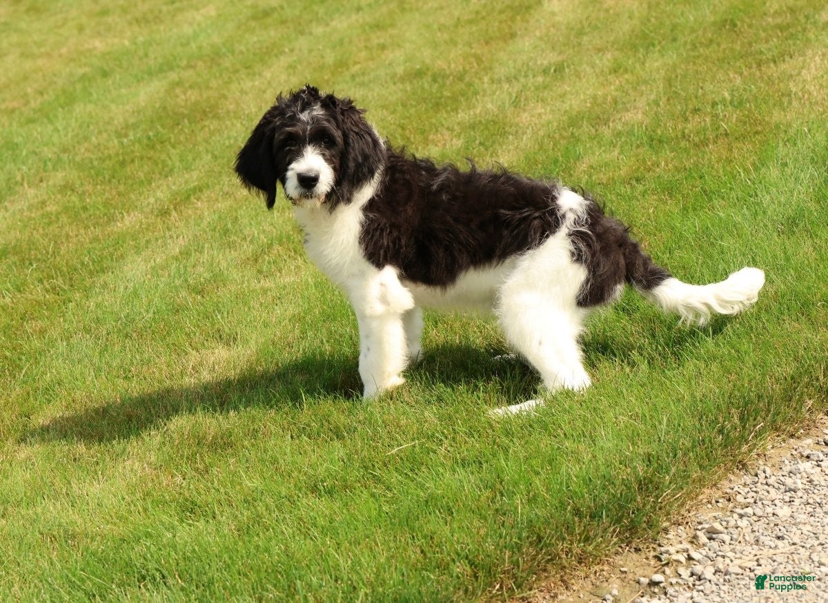 Saint Berdoodles dogs Alice - Ad 2