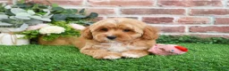 Mini Goldendoodle dogs for sale: Fettuccine  - Ad 8