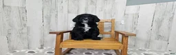 Goldendoodle dogs for sale: F1 ButterBean - Ad 1