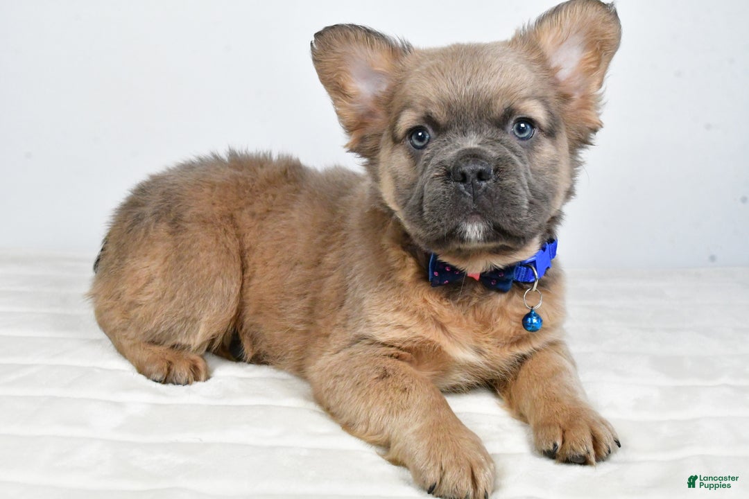 French Bulldog dogs for sale: Bobby - Ad 2