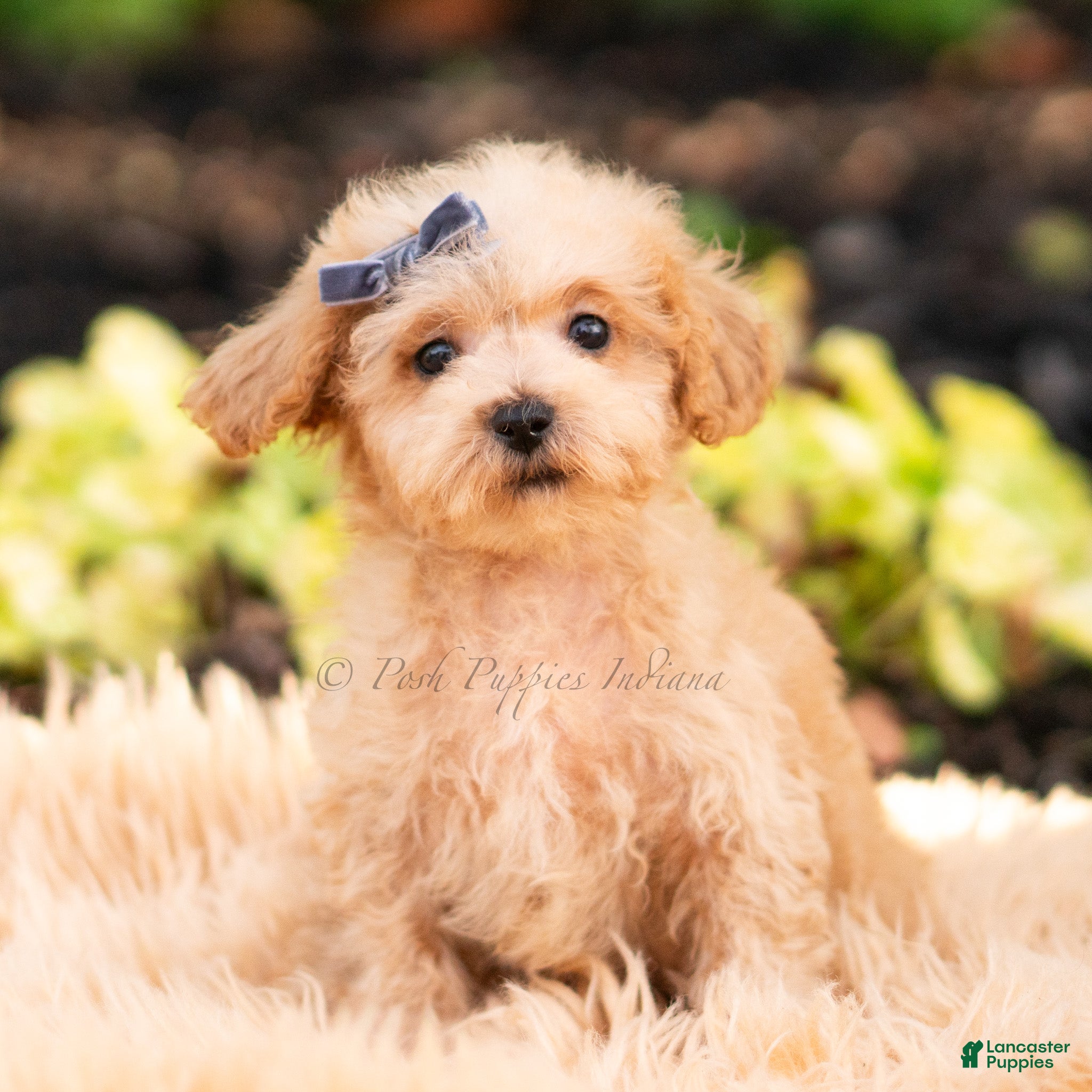 Maltipoo dogs Pebblewhisk - Ad 21