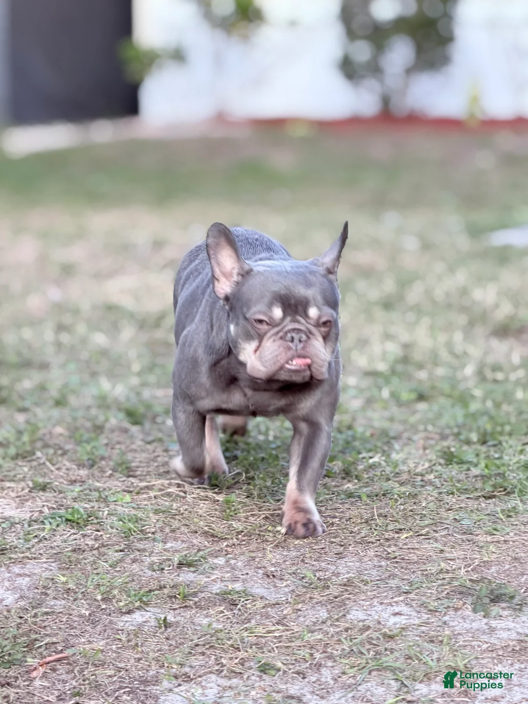 French Bulldog dogs for sale: sage - Ad 5