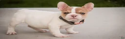 French Bulldog dogs for sale: Romeo - Ad 6