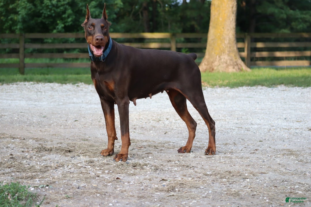 Doberman Pinscher dogs for sale: Hunter - Ad 9