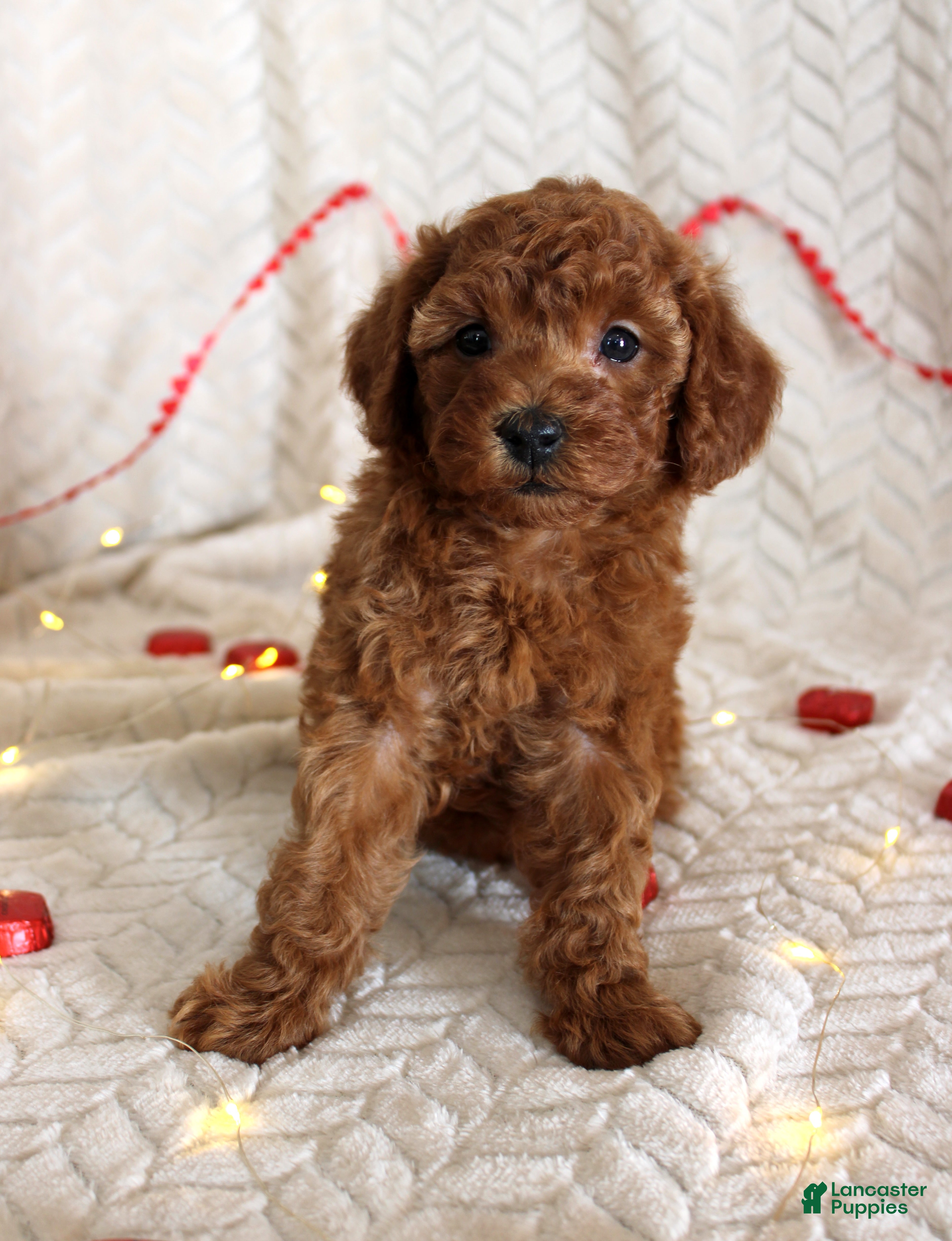 Toy Poodle dogs Chloe - Ad 17